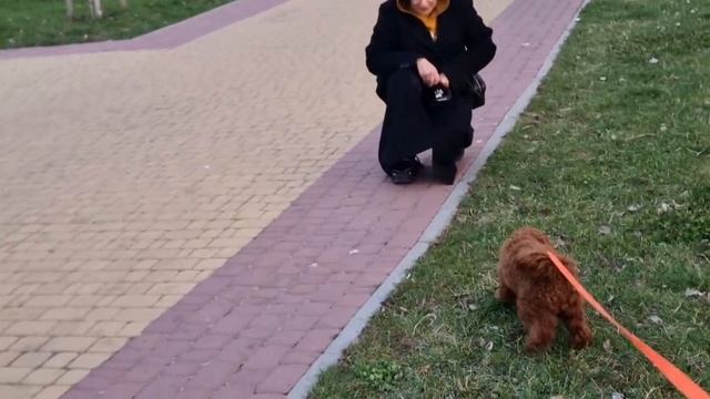 САМВЕЛ АДАМЯН,