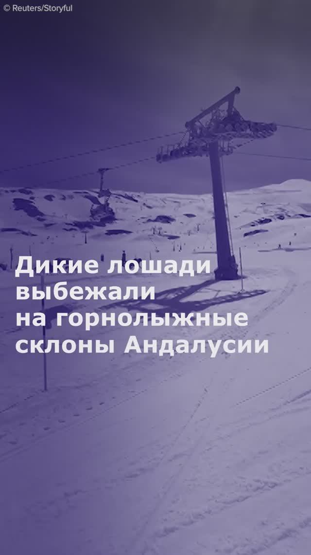 Дикие лошади выбежали на горнолыжные склоны Андалусии