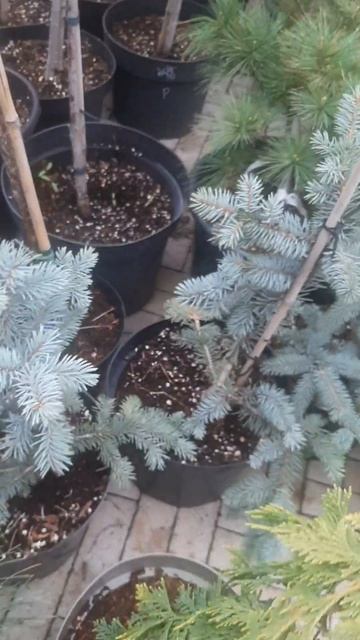 ❤🌲Ель глака пендула
✔Продажа растений в макс и телеграм канале: https://t.me/love_is_hvoiny_dvorik
🚛