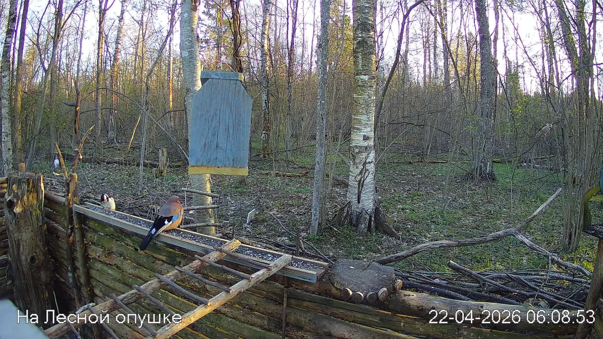 LIVE: На лесной опушке. Природа онлайн