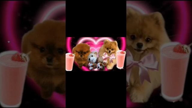 Чакер мачо клип на 15 
шпиц Чак Mister Chak (говорящая собака)