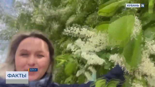 Выпадение месячной нормы осадков прогнозируют в Краснодарском крае