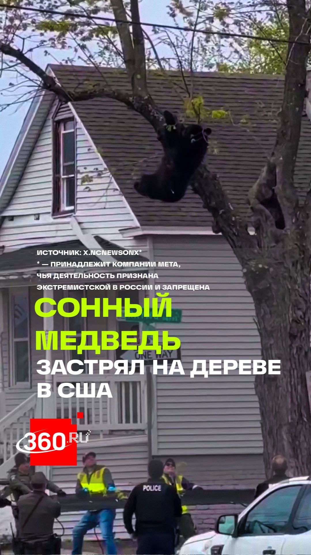 В США медведь на дереве парализовал центр Олбани на четыре часа