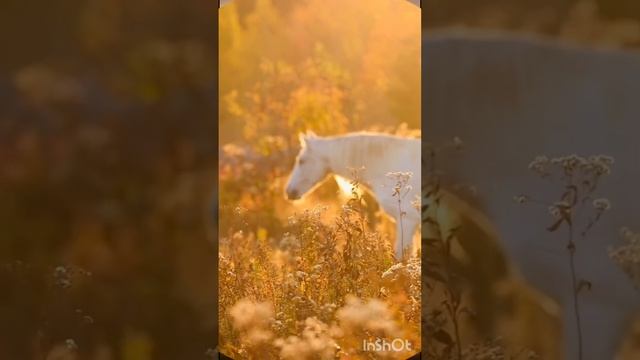 Лошадиная лирика -автор Владимир Ростов, видеомонтаж Ольги Худяковой