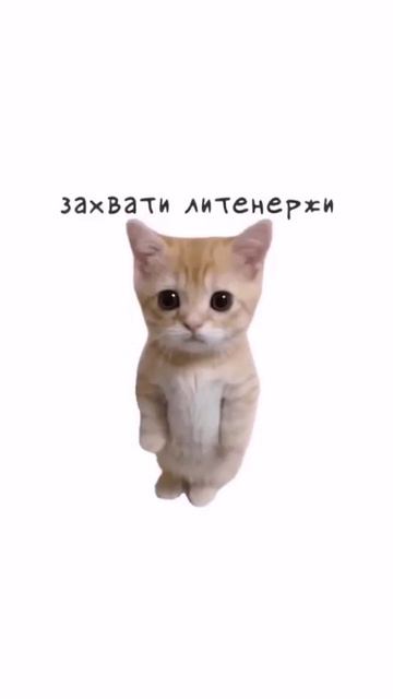 котята пояснят