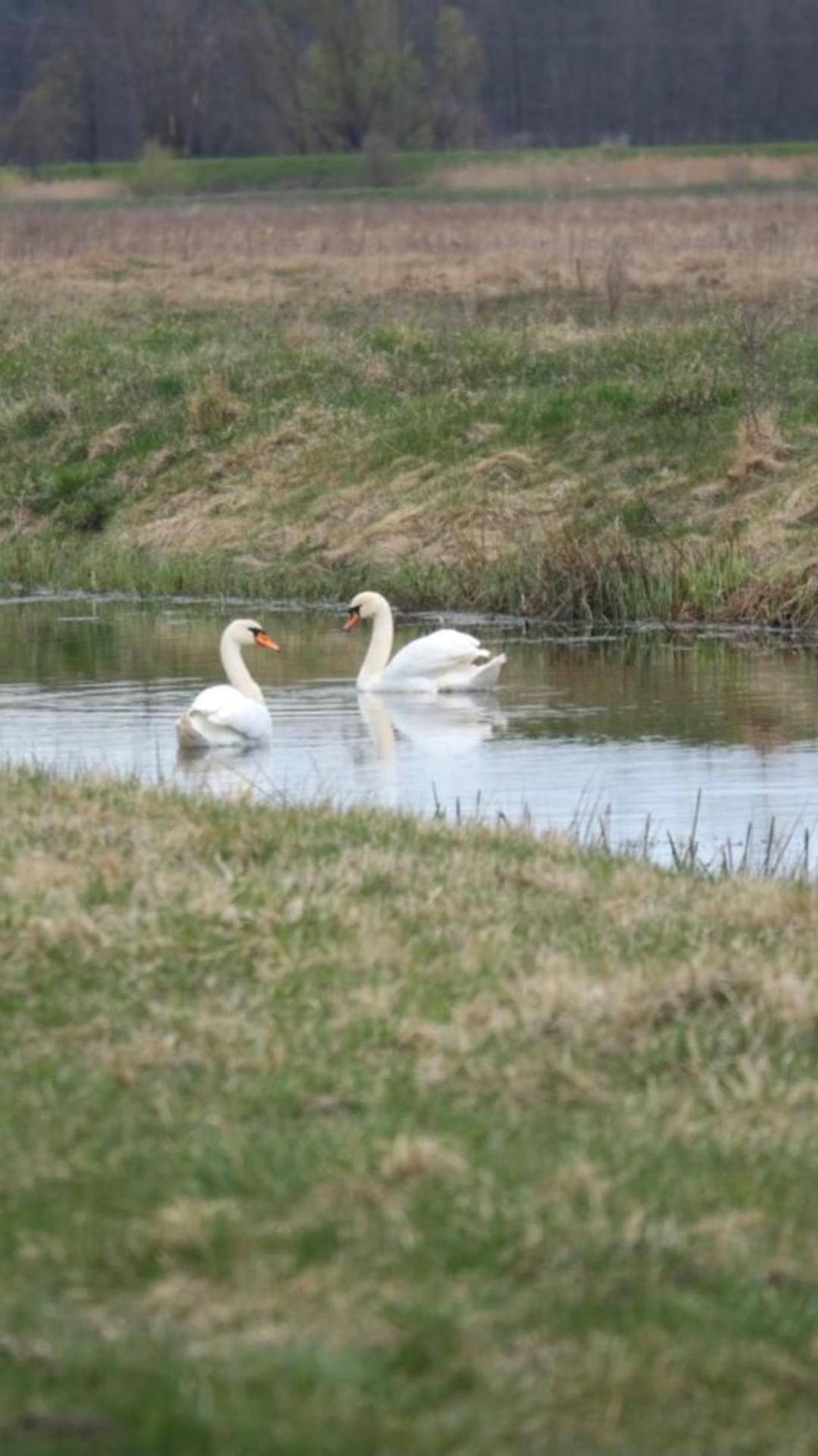 Лебеди на реке