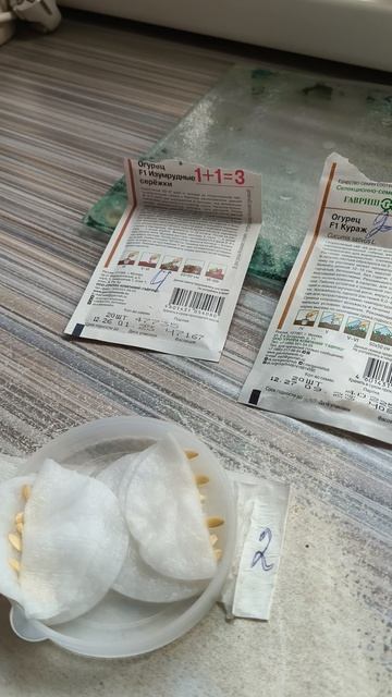 огурцы семена замачиваем перед посадкой 22 апреля #теплица #дача #садоводничество #огород #уходзатеп