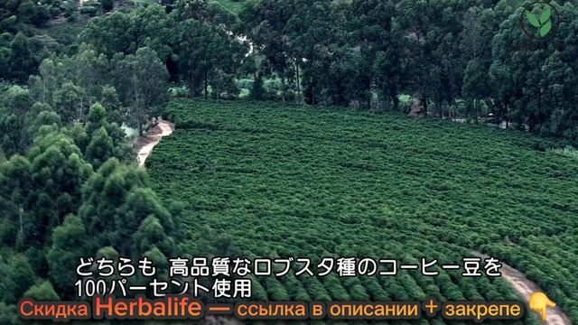 Протеиновый Айс кофе для похудения и ПП перекуса. Купить ice coffee Гербалайф выгодно без переплат