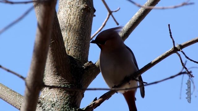 СВИРИСТЕЛИ И КЛЕНОВЫЙ СОК