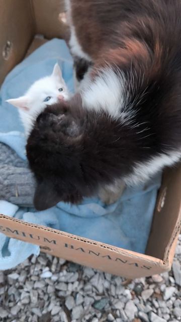 #8 Кот Тайсон принес домой 3 котенка ,#как #что #почему #кот #котята