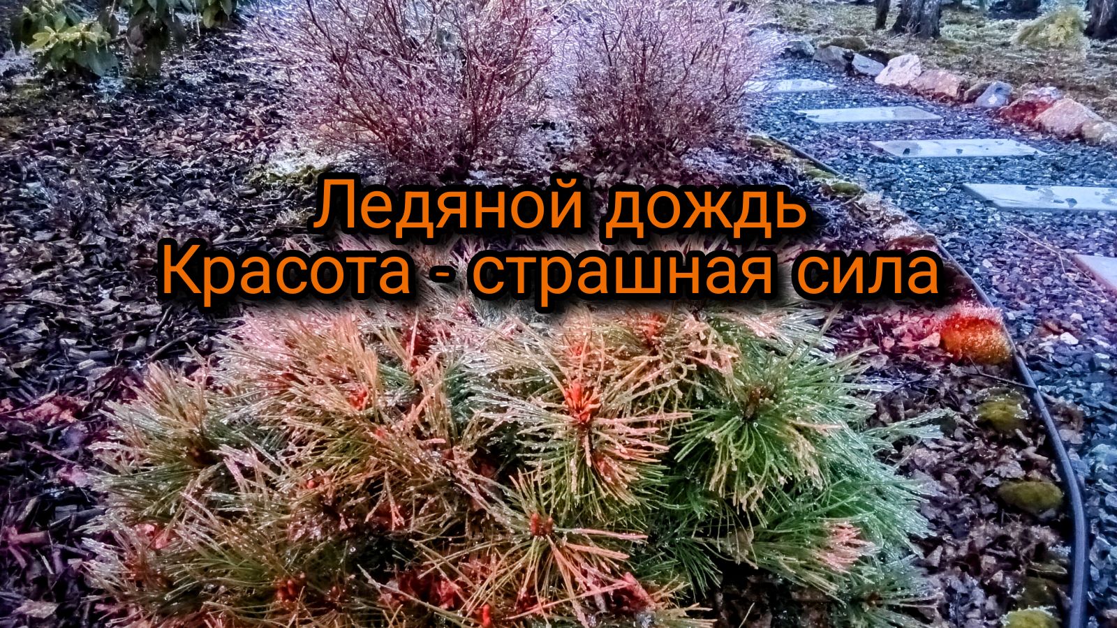 Ледяной дождь. Красота - страшная сила.