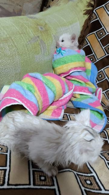 #19 #кот #котята #смешные #семейка