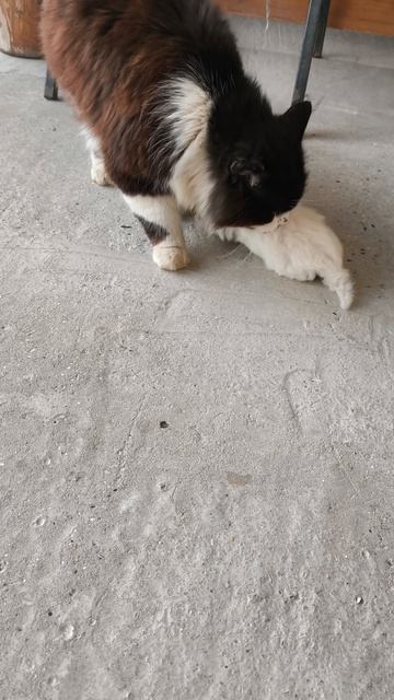 #4 серия Кот-воришка принес 3 котят