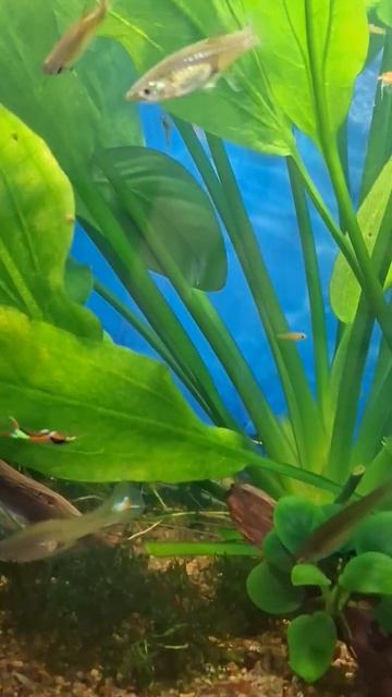 гуппи Эндлера sky blue #гуппи #гуппиэндлера #аквариум