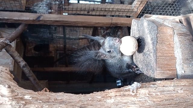 Эти белки вообще ничего не боятся