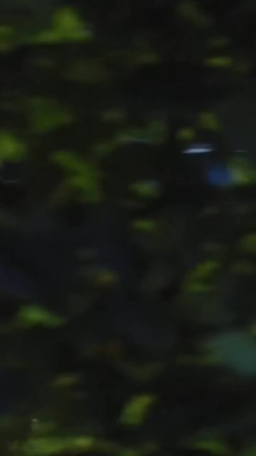 Монолог Лиза «Мухадракон»