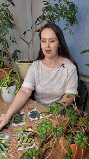 Огурцы без рассады, посев семян в теплицу, сроки и удачные сорта