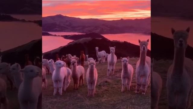 VID_20260421_221139_663.mp4