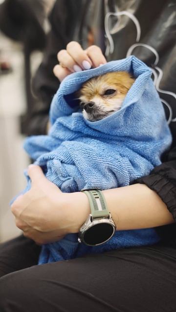 Весенний уход для пушистых🐩