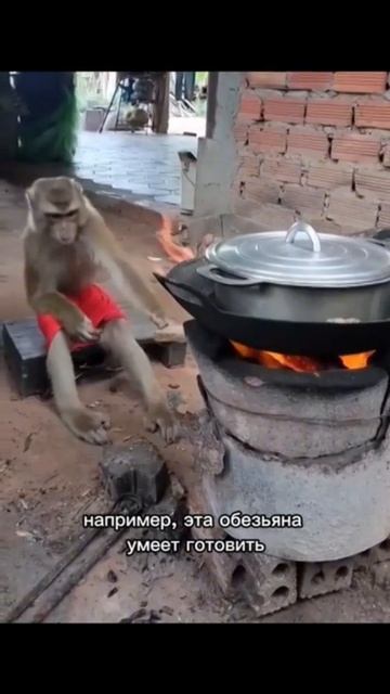 Обезьянка готовит