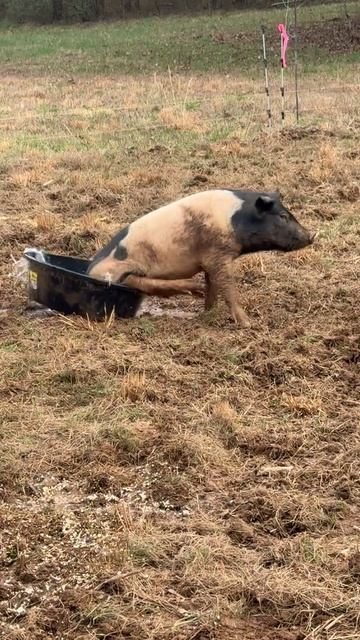 прикол со свиньей.mp4