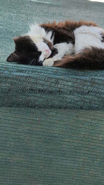 #17 кот притащил чужих котят #кот #котята #влог #треш #краш