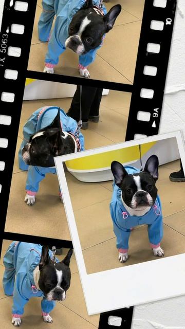 Одежда для питомцев Барнаул