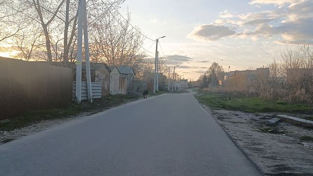 вечерняя прогулка с собаками