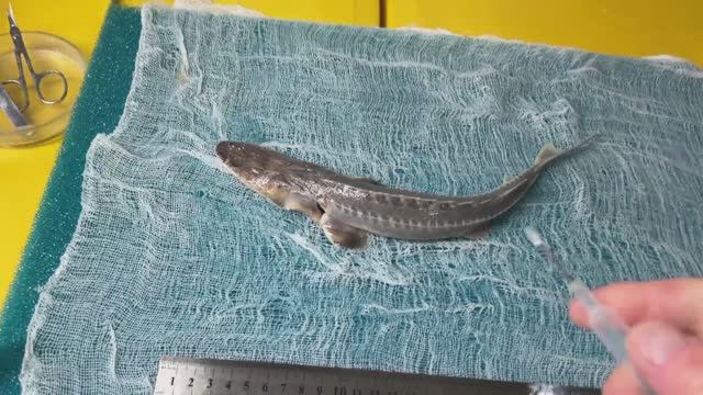 Examination of Pseudoscaphirhynchus hermanni №1354 Nukus Balyk hatchery 04.04.2026-2