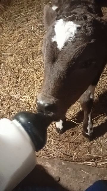 выпойка телёнка молоком 1,5 л четыре раза в день