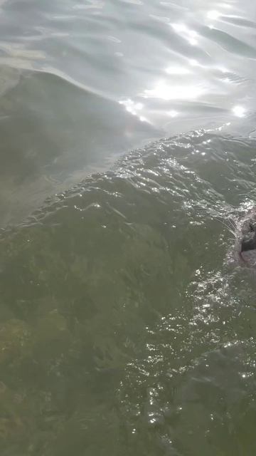 Чую, месть котов неизбежна