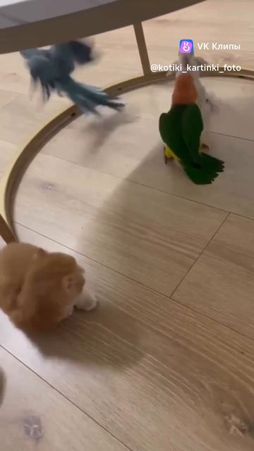 котейка и попугаи