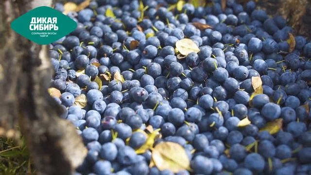 Дикая Сибирь