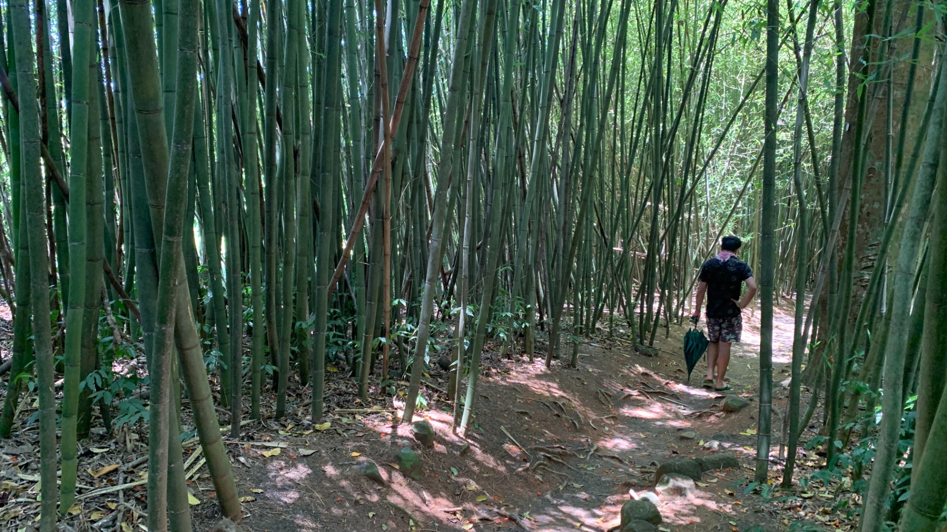 Бамбуковая аллея в парке Паронелла на севере Австралии и трели поющей птицы. Мена-Крик, Квинсленд