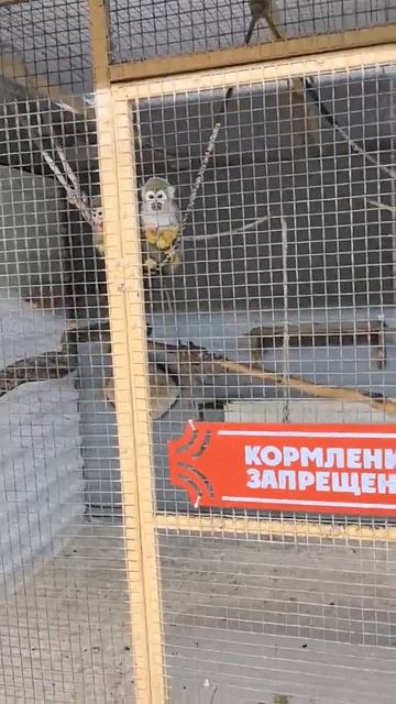 Обезьянки в зоопарке.mp4