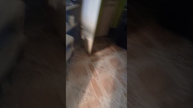 мои петомцы