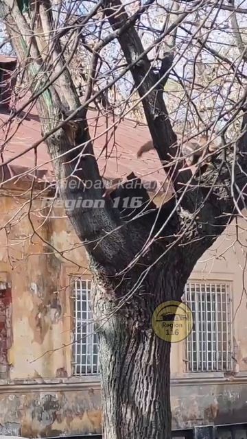 Третий пошел: белку-маму с бельчонком сняли на видео в сквере на Чехова в Казани