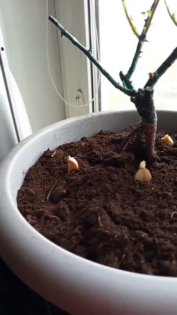 20260422 Как избавиться от  мошек в домашних цветах.