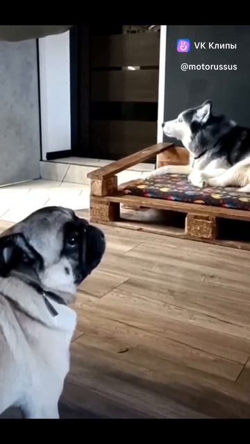 хаски  переживает и мопс