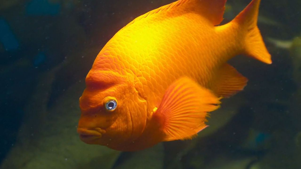 🔥🐟Огненный страж Тихого океана: Любовь, каннибализм и оранжевая тайна рыбы Гарибальдия🌊