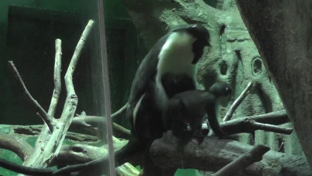 В Московском зоопарке родился детёныш мартышек Диана. Очень интересный видос про животных.