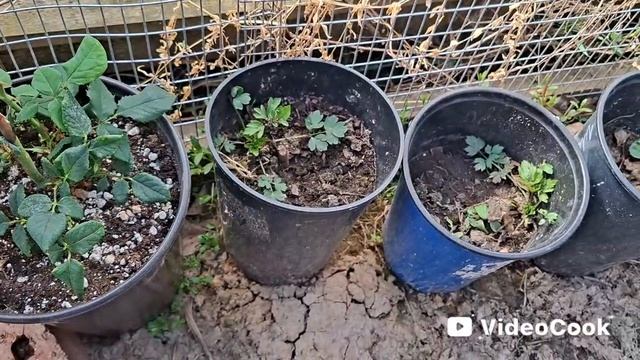 Наши 8,4 сотки🏡Привезла ещё растения для высадки.Занялась побелкой плодовых деревьев 🌳