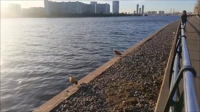 Пришла пора чистить перья!