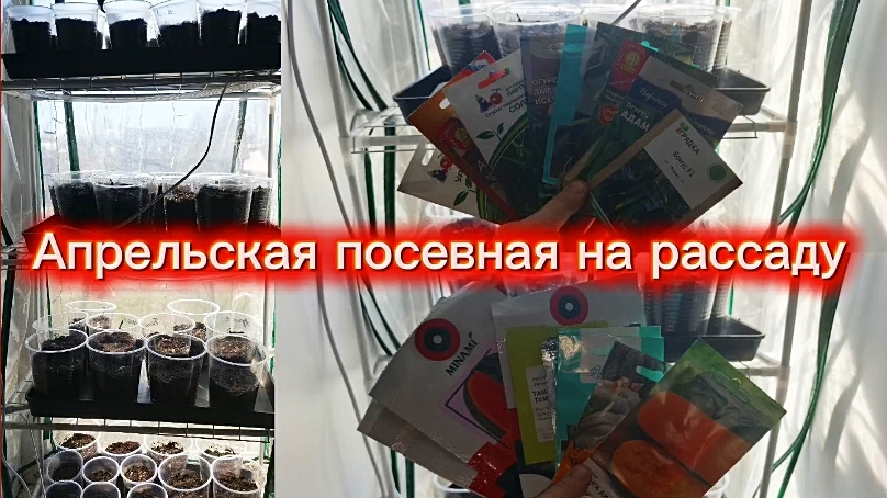 Посеяла огурцы,кабачки,тыквы,арбузы и капусту.