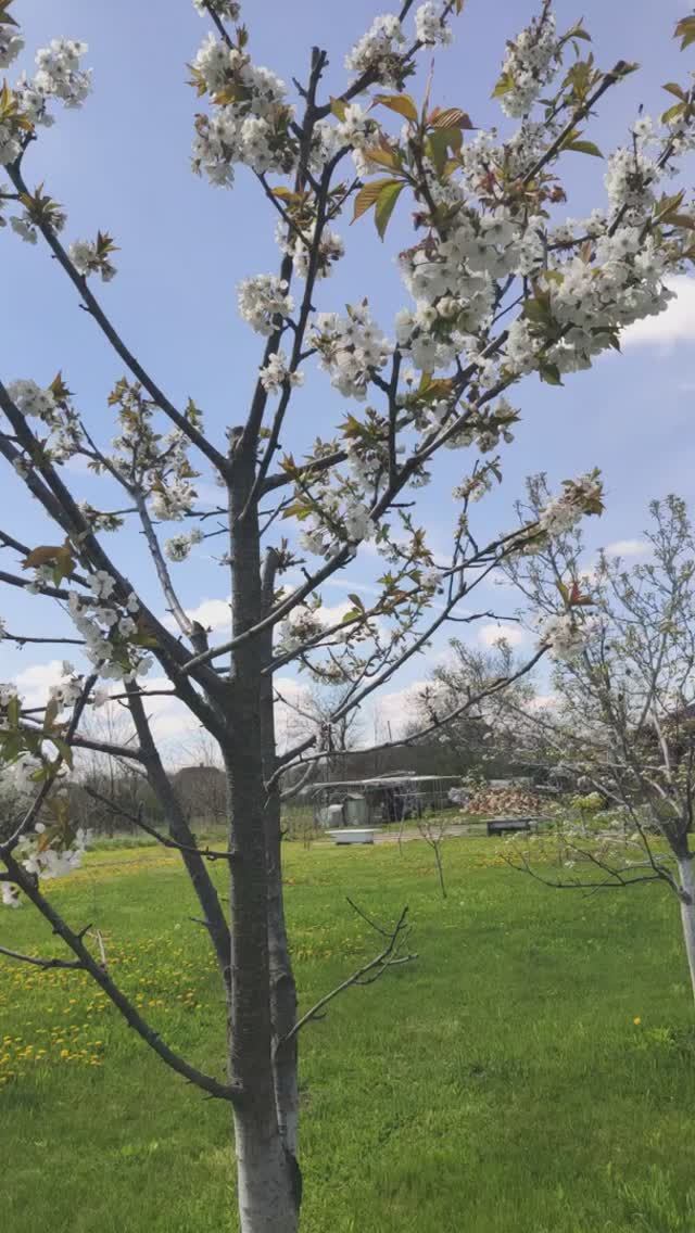 Вести из сада 21 апреля