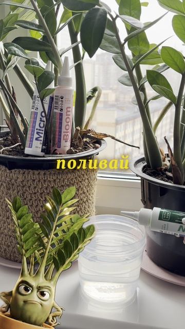 Если ваш замик стоит как статуя попробуйте трехкомпонентные универсальные удобрения арт WB #WW327076