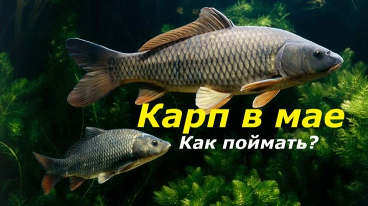 КАК ЛОВИТЬ КАРПА В МАЕ? МЕСТА И НАЖИВКИ ДЛЯ ЛОВЛИ КАРПА НА ФИДЕР! СНАСТИ ДЛЯ РЫБАЛКИ ВЕСНОЙ