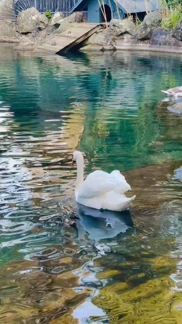 Воронцовский дворец лебединое озеро