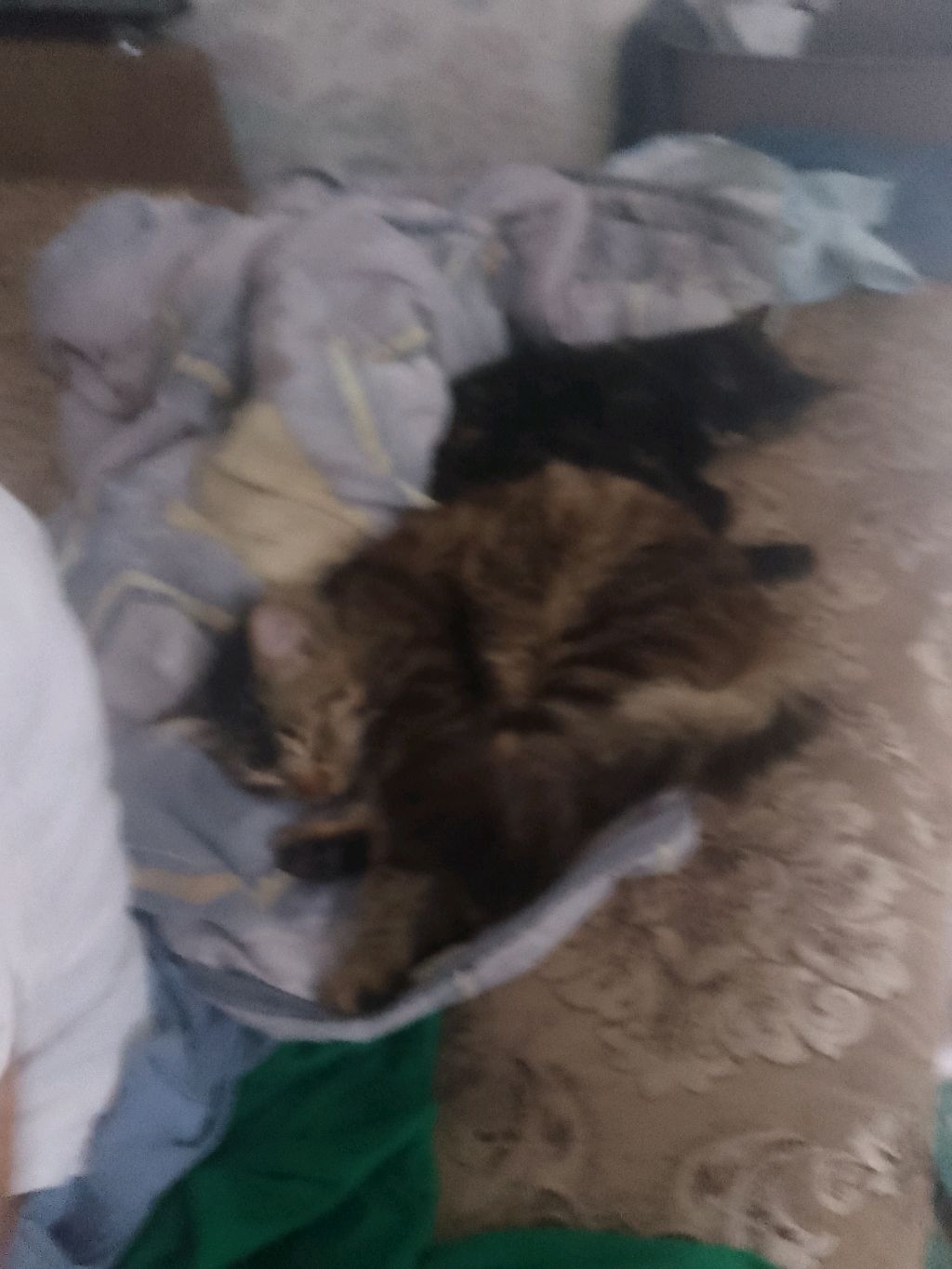 мои любимые котята люблю вас