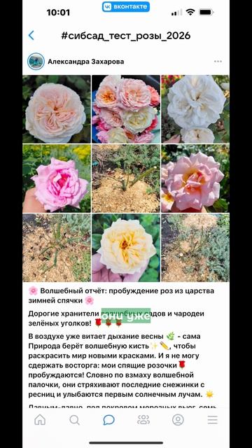 Розы которые переживают сибирские зимы — это реально!